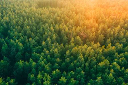 Tall pine trees in the forest in the rays of warm sunset light from aerial view . Forest background...