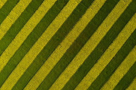 Blooming rapeseed field striped yellow-green. View from above. Backgroundの写真素材