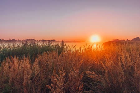 Picturesque dawn in the fog with reeds near the lake in the foregroundの写真素材