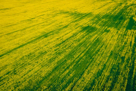 Field from a height of ripe yellow rape blossoms.の写真素材