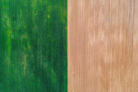 Green wheat and rural land field top viewの写真素材