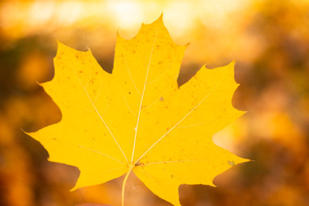 Maple leaf autumn yellow close-up. Backgroundの写真素材