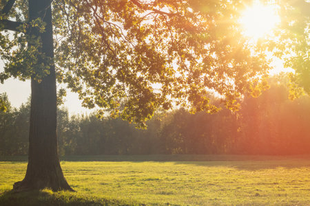 A Beautiful Sunlit Tree Standing Proudly in a Serene, Peaceful Meadow Captivating Natures Splendorの写真素材