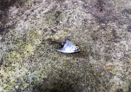 Golden marble angel fish died due to water shock. Dead small fish on the ground. Lateral view