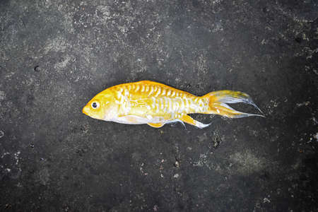 Yellow Koi fish with long fin died due to poor water quality i.e. ammonia poisoning.の写真素材