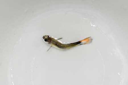 Guppy fish died due to bent spine disease. Dead Small fish on the surface of water.の写真素材