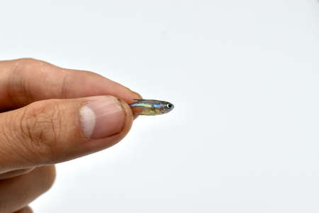 Neon tetra fish died due to poor water quality i.e. ammonia poisoning. Dead Small fish in hand. Animal abuse. Isolated on white.の写真素材