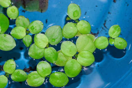 Home aquarium floating plants called Amazon frogbit or Limnobium Laevigatum bitten by freshwater...