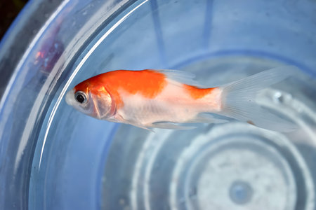 Comet or common goldfish died due to poor water quality i.e. ammonia poisoning. Dead fish floating on the surface of water.の写真素材
