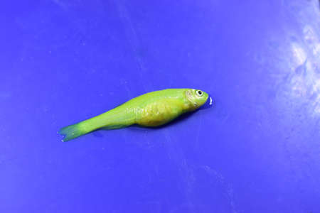 Green zebra danio fish died due to swollen abdomen. Small aquarium fish dead. Animal abuse. Isolated on blue background.の写真素材