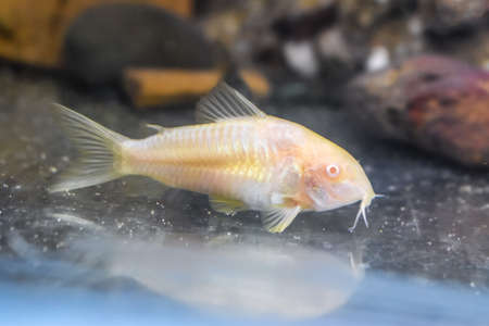 Albino aeneus cory catfish in home aquarium tank.