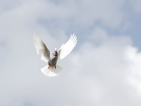 White pigeon or dove flying in the cloudy skyの素材