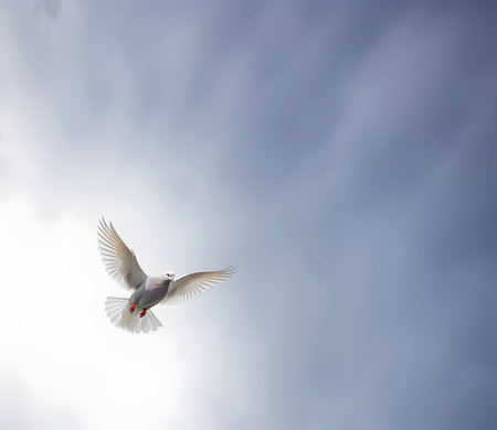 White pigeon or dove flying in the cloudy skyの素材