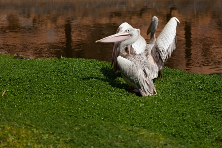 Pelicans at Lakeの写真素材