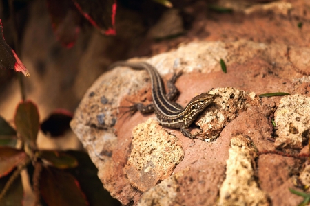 Lizard on a stoneの写真素材