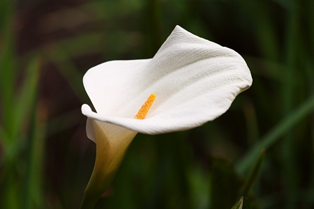 Beautiful callaの写真素材