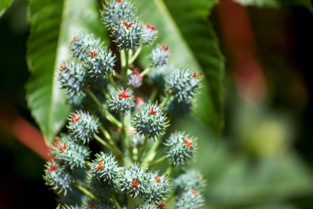 Beautiful green plantの写真素材