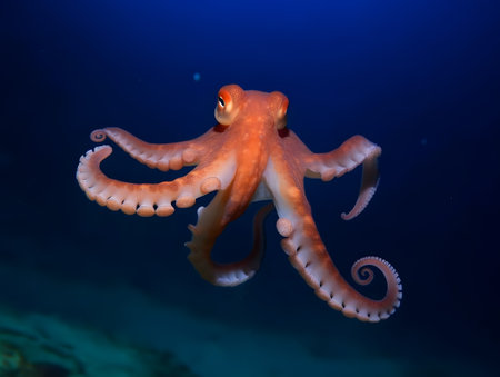 Adult octopus swimming at Pacific ocean.の素材