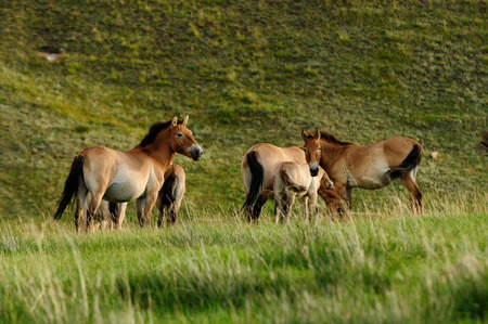 Przewalski Horses  Equus ferus przewalskii  at the meadow in autumn  Hustai National Park, Mongolia の写真素材