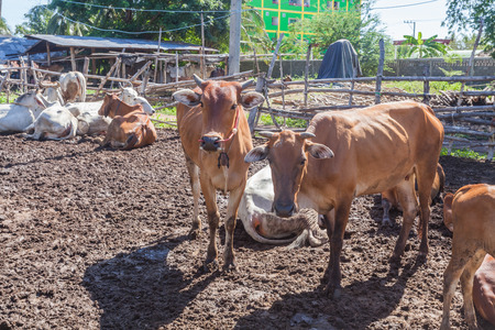 Thai cows resting in a field at southern ,Thailandの写真素材