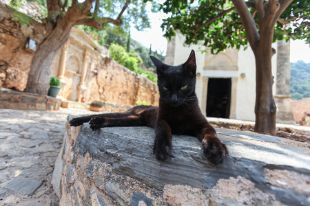 Black cat near the stone Greek church. Island Crete. Greeceの写真素材