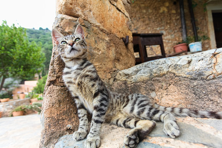 Young cat on stone stairs at home. Island Crete. Greeceの写真素材