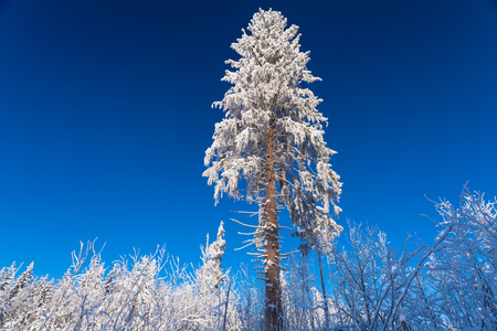 The huge pine under the snow in sunny winter day on the forest and deep blue skyの写真素材