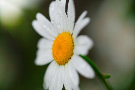 Chamomile or camomile flower with drops of dew on the white petals on the small depth of field the green background . Close-up. Macro. Blur effectの写真素材