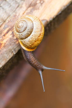 Macro photography of snail. Close-up.の写真素材