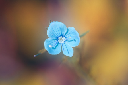 Macro of tiny blue flower with drops of dew on the petals and colorful grass background in nature. Close up.の写真素材