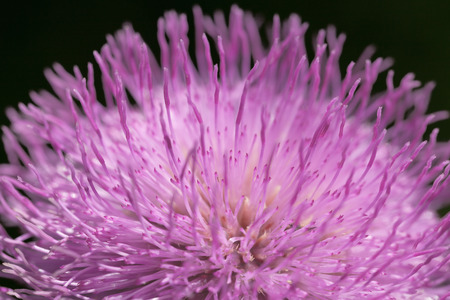 Macro and  detail shot of purple flower with long petals in nature. Close up. Color of pantone...