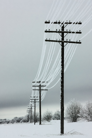 Electrical power lines with hoarfrost on the wooden electric poles on countryside in the winterの写真素材