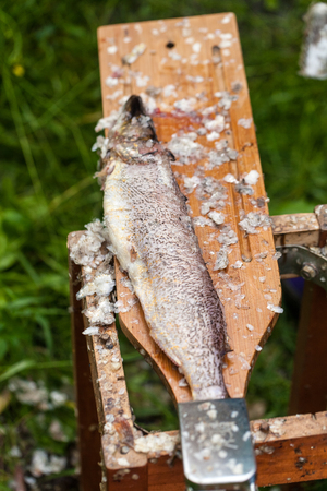 A table and the  cleaned fish after gutting fish or cleaning fresh fish in outside kitchen. Blood and fish scales on the boardの写真素材