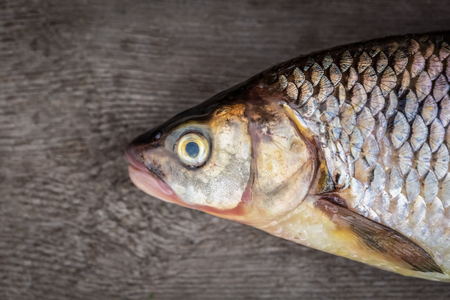 Head of raw fresh whole   fish over wooden background. Top view with space.