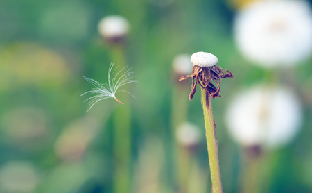 Close up dandelion seed is blown in bald-headed white dandelion head or taraxacum officinale and blurred green grass is as background, macro photo of white flowerの写真素材