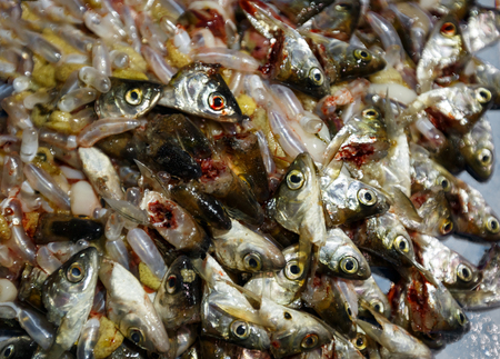 Guts, offal, swim bladders and heads of the fish after cleaning before cookingの写真素材