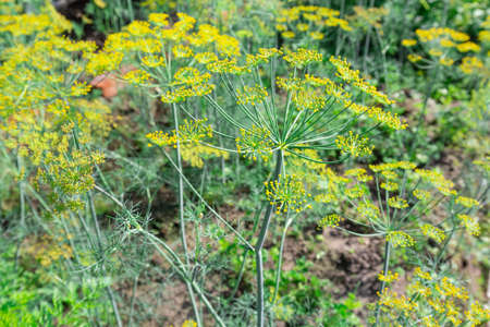 Background with dill umbrellas or ripening fennel seeds. Close up view of fresh dill garden umbrellas.の写真素材
