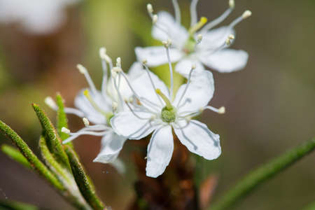 Macro of tiny white flowers and colorful grass background in nature. Close up.の写真素材