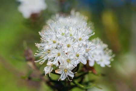 Macro of tiny white flowers and colorful grass background in nature. Close up.の写真素材