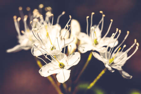 Macro of tiny white flowers and colorful grass background in nature. Close up.の写真素材