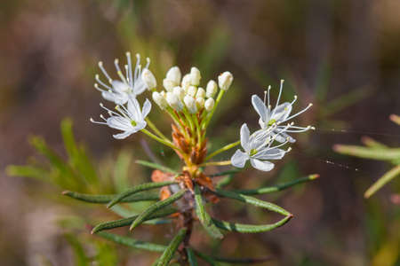 Macro of tiny white flowers and colorful grass background in nature. Close up.の写真素材