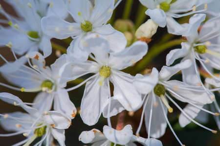 Macro of tiny white flowers and colorful grass background in nature. Close up.の写真素材