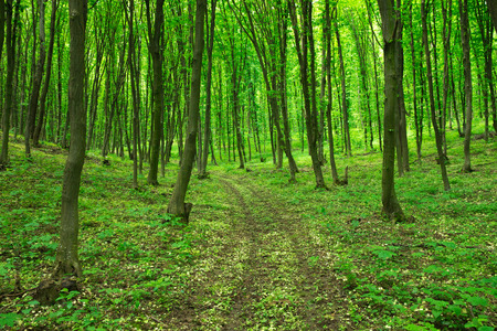 green forest background in a sunny dayの写真素材