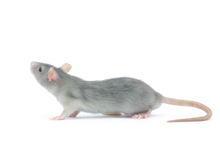 rat isolated on the white backgroundの写真素材