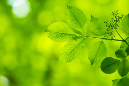 fresh and green leavesの写真素材