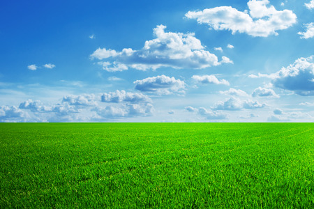 field of spring grass and beautiful skyの写真素材