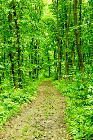 beautiful green forestの写真素材