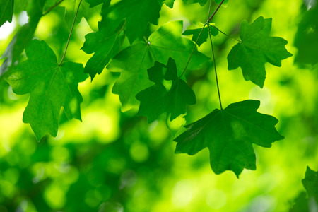 green leaves on the green backgroundsの写真素材