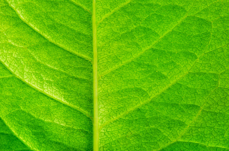 leaf textureの写真素材