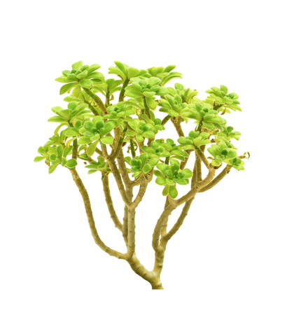 plant isolated on the white backgroundsの写真素材